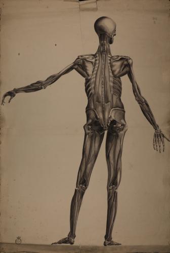 Estudio anatómico osteológico y muscular masculino posterior