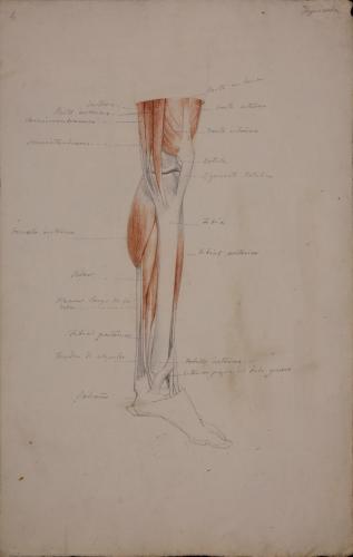 Estudio anatómico de músculos y tendones de pierna izquierda
