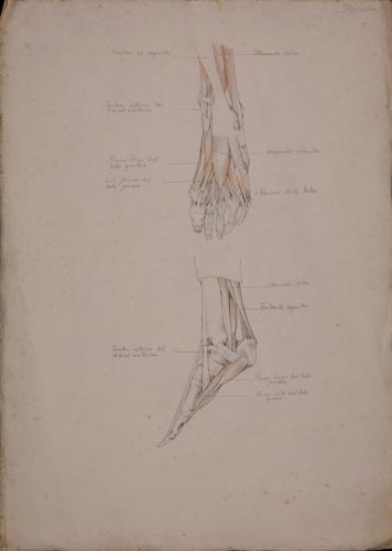 Estudio anatómico de músculos y tendones de pie izquierdo de frente y derecho de perfil