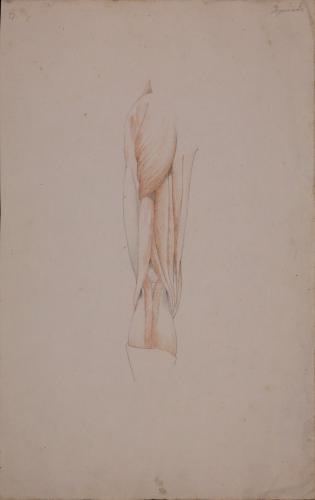 Estudio anatómico posterior de músculos y tendones de pierna izquierda