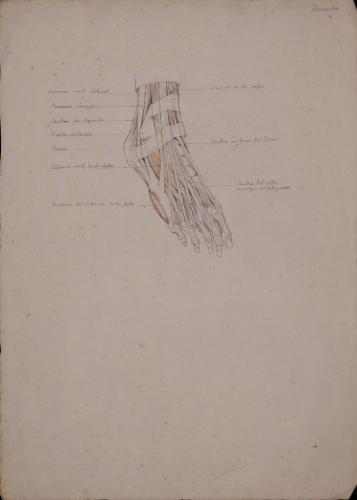 Estudio anatómico de tendones de pie derecho de tres cuartos