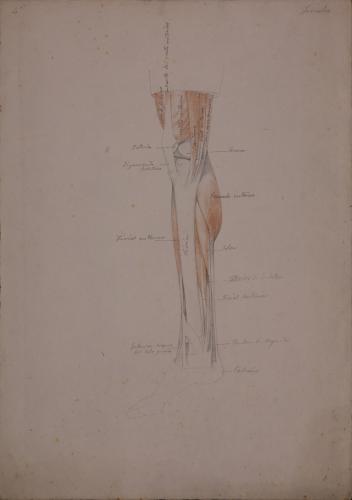 Estudio anatómico de pierna derecha de perfila hacia la derecha