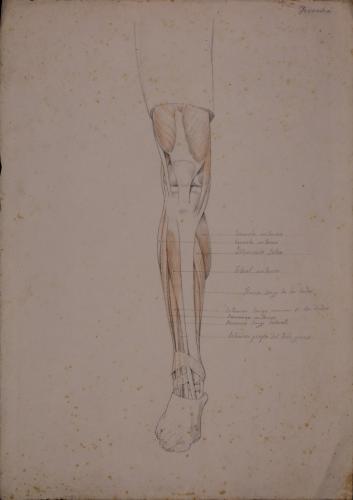Estudio anatómico de músculos y tendones de pierna derecha de frente