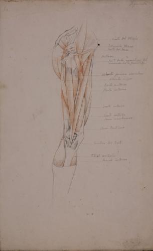Estudio anatómico  de músculos y tendones de pierna derecha de perfil