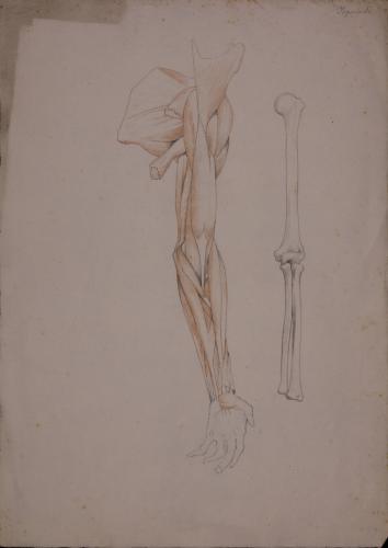 Estudio anatómico de huesos, músculos y tendones de brazo izquierdo, vista anterior