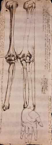 Estudio anterior y posterior de los huesos del brazo izquierdo