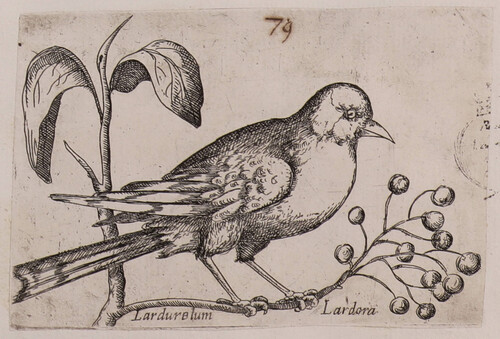 Lardurelum / Lardora