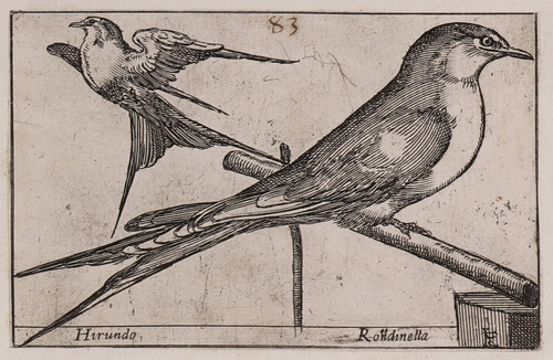 Hirundo / Rondienella