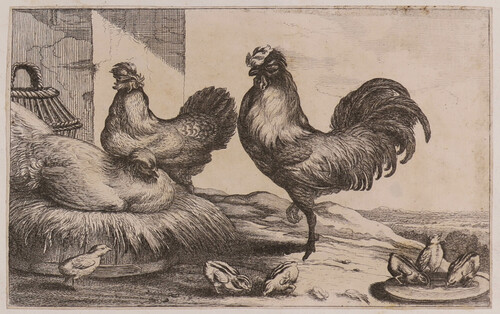 Gallo, gallinas y polluelos