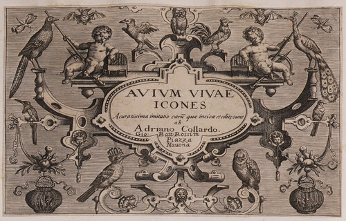 Avium viviae icones 