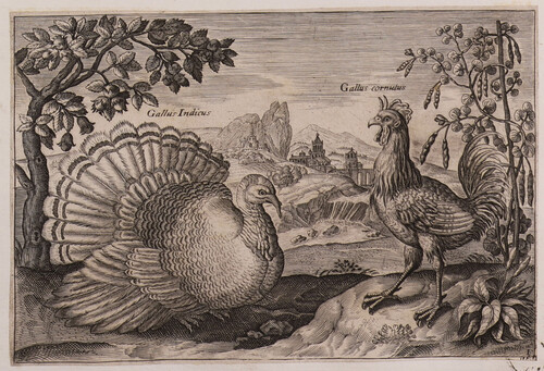 Gallus indicus / Gallus cornutus