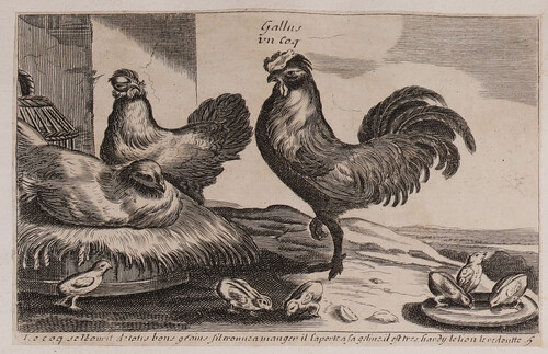 Gallus / un Coq